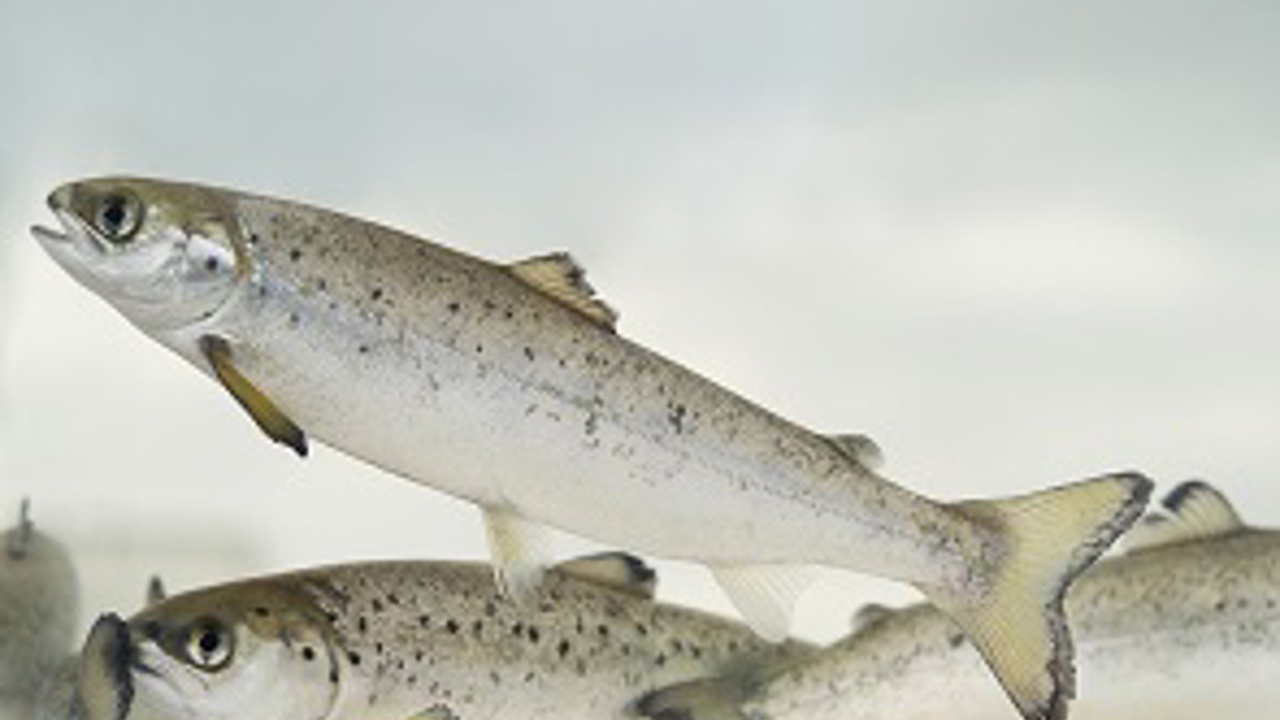 Smolt Kred Sjømatrådet 2