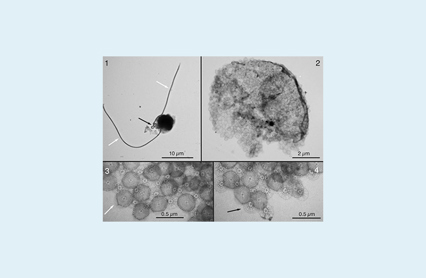 Chrysochromulina Leadbeateri2019 2