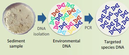 dna_barcoding