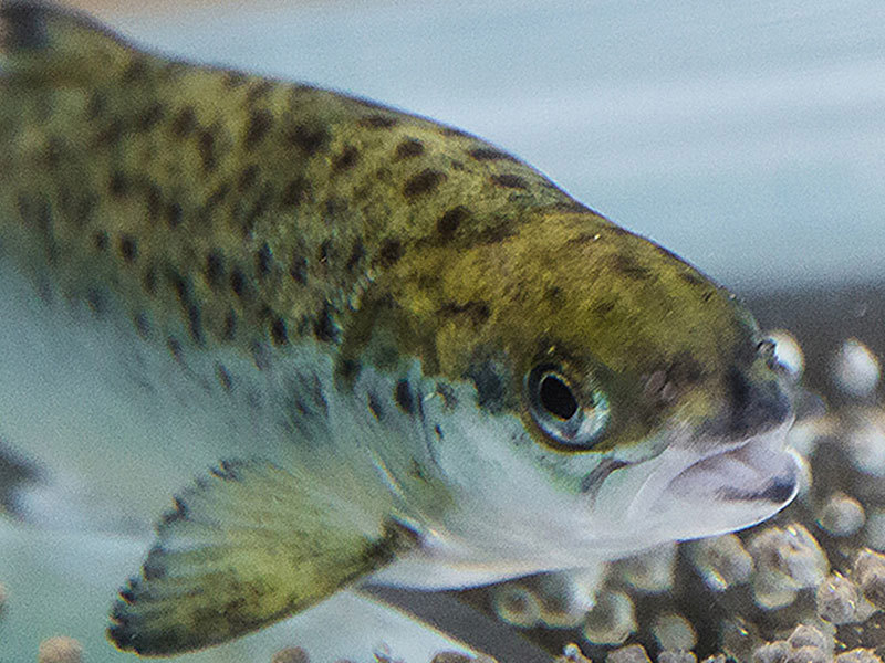 For laksens tre barrierevev (gjelle, hud, tarm) har det blitt vist at sinknivået i fôret gir en tydelig effekt på fettmetabolisme, og effekten på fordeling av fosfolipidklasser er sannsynligvis essensielt for barrierefunksjonen i vevene.