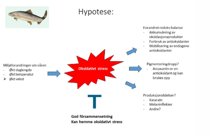 Oksidativt Stress