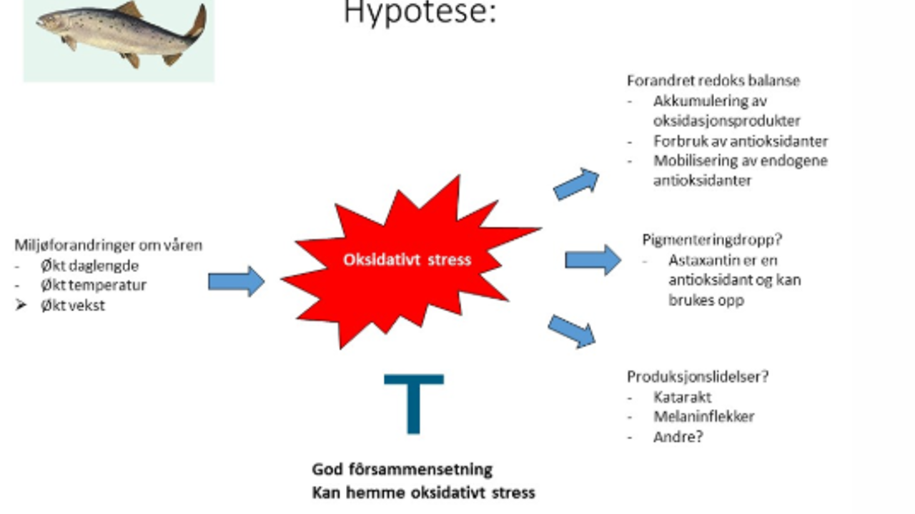 Oksidativt Stress