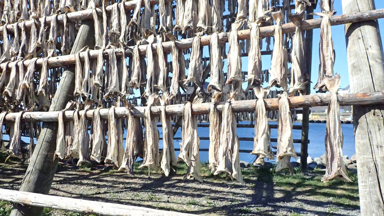 Tørking På Hjeller I Lofoten