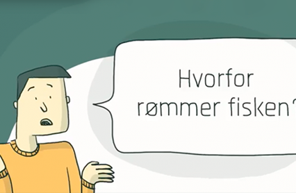 Hvorfor Rømmer Fisken