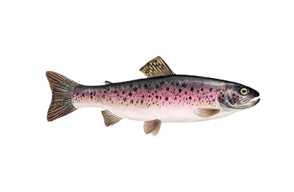 Rainbow Trout (1)