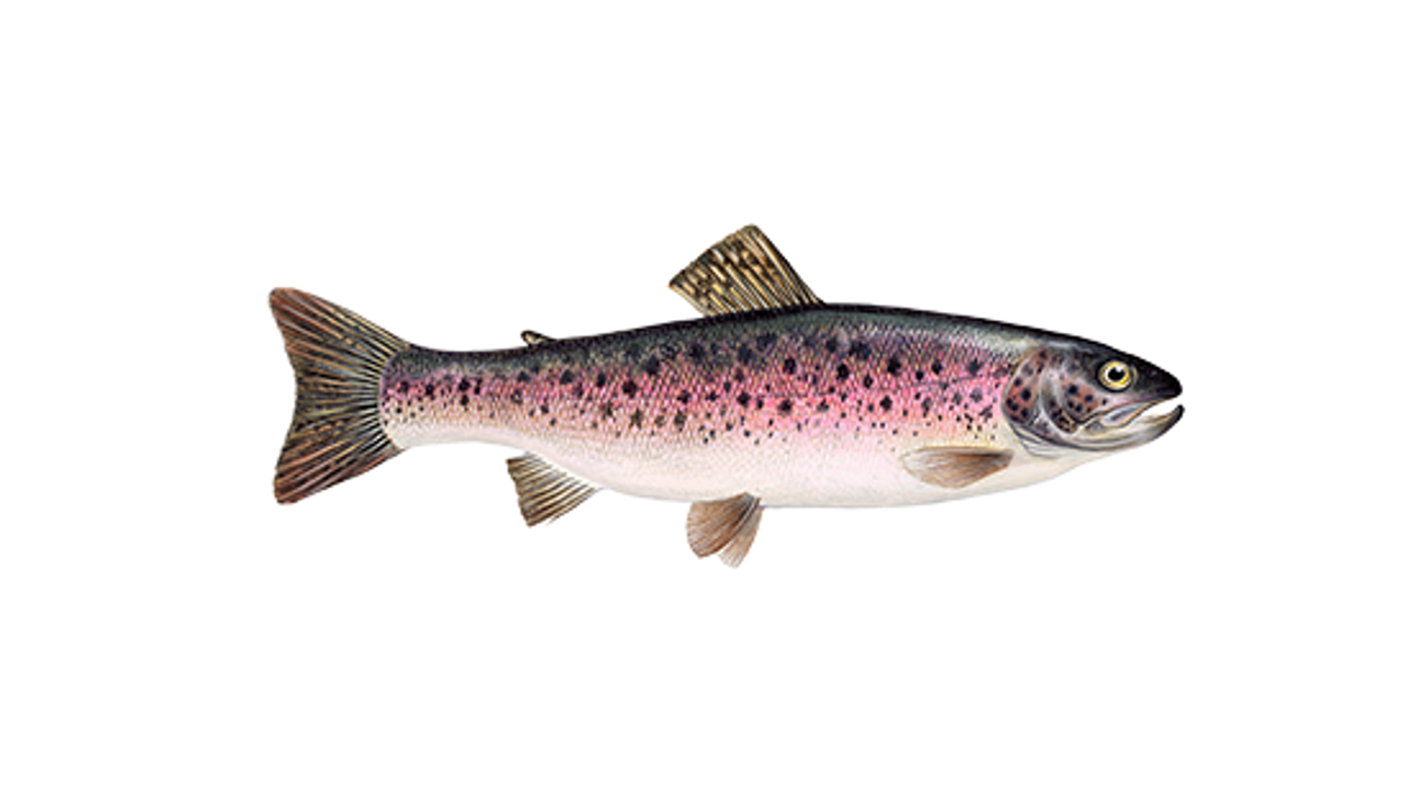 Rainbow Trout (1)