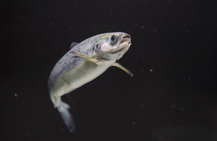 Smolt Kred Sjømatrådet