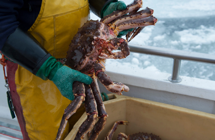 Kongekrabbe DSC 9809 Johan Wildhagen Norges Sjømatråd