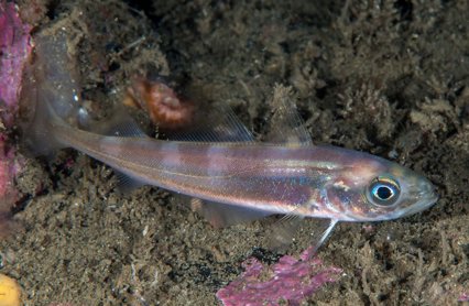 Øyepål Trisopterus Esmarkii 05 10 2015 2 Foto Erlingsvensen HI