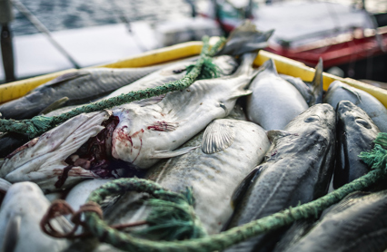 Torsk Istock 1170634078 Web