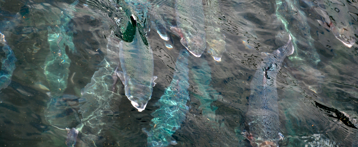 Ørret DSC 6074 278667 Foto Are Kvistad FHL