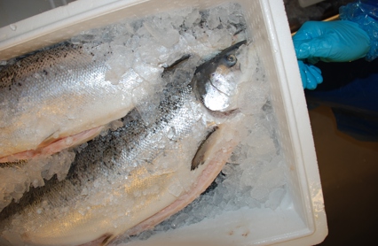 Oppdrettslaks I Kasse DSC 4102 278437 Foto Are Kvistad FHL