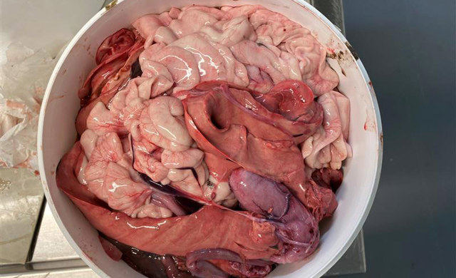 Fiskeslo Foto Sintef